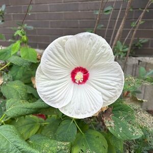 Meet your Posher, Peach